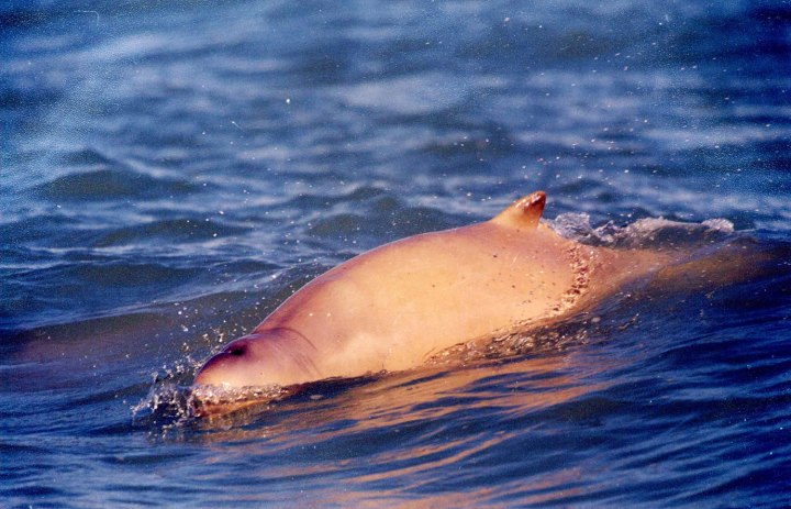 Snubfin Dolphin, Austrailia, 2005.