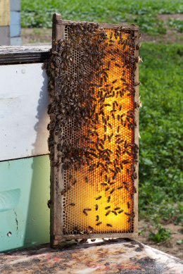 Bee hive