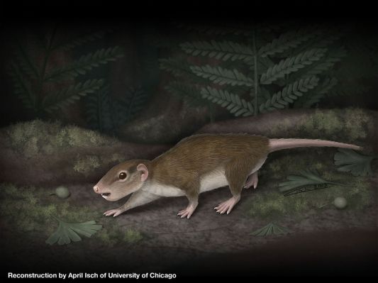 Scientists Discover Ancient Mammal 