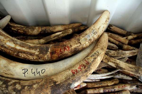 A Commitment To Fight The Illegal Wildlife Trade In Africa 