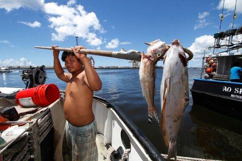 Placido Shim holds up dead fish found in Honolulu Harbor after a molasses spill in Hawaii, Sept. 10, 2013.
