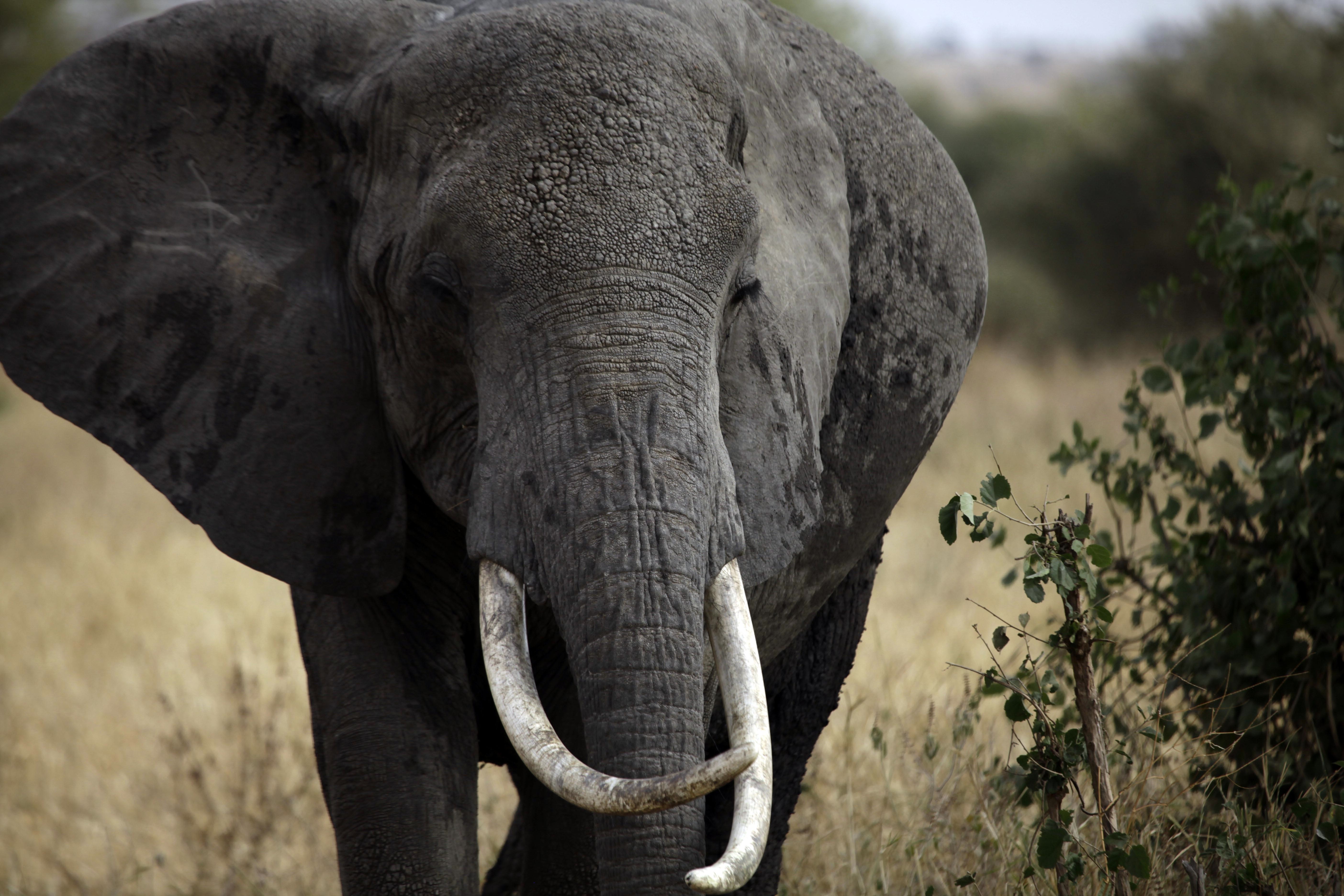 Brainy Elephants: New Evidence Of How Smart They Are | TIME.com