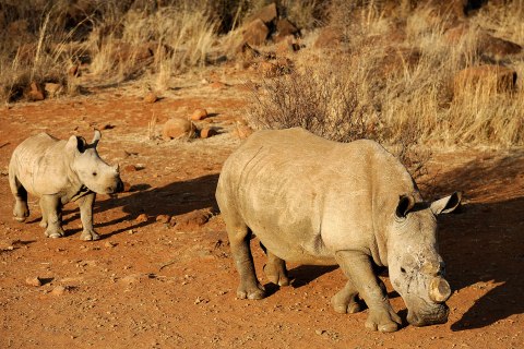 A black dehorned rhinoceros is followed