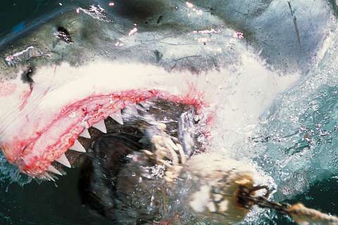 120313-shark-attacks