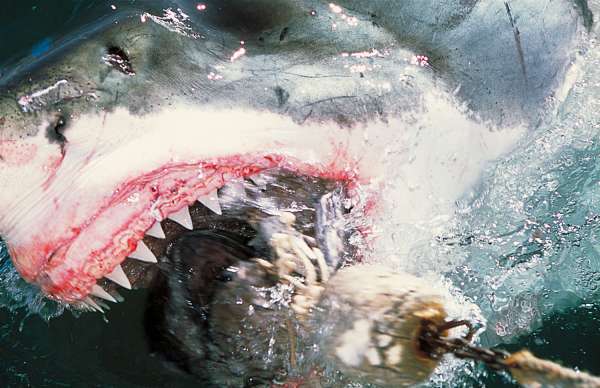 Shark Attacks Are Up in Hawaii, but Humans Remain Far More Dangerous | TIME.com