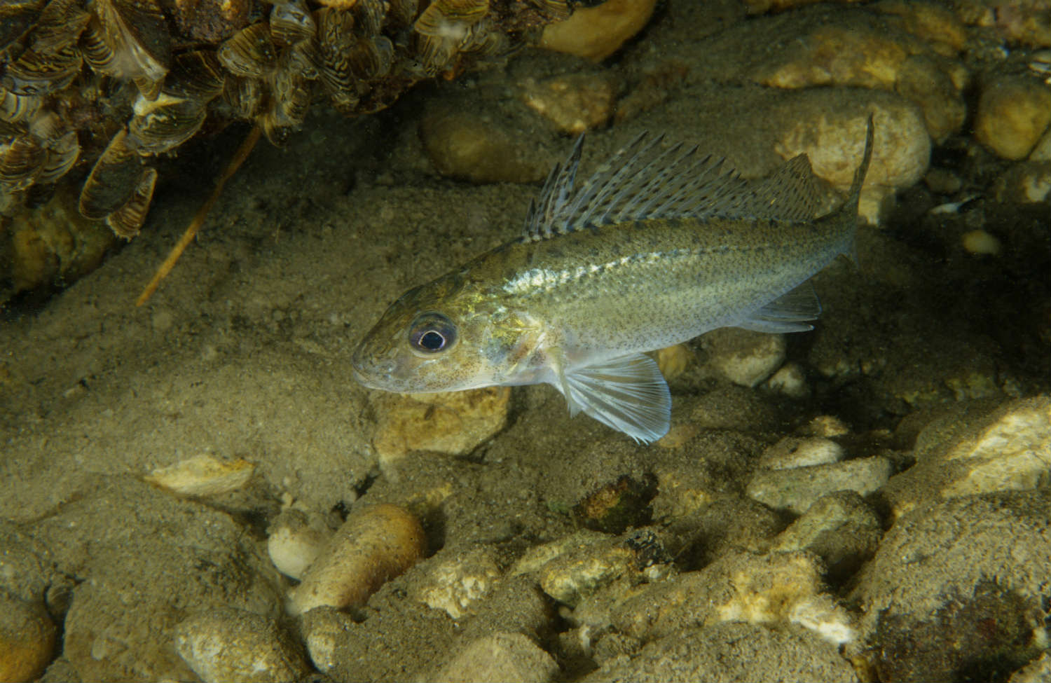 A New Fish The Eurasian Ruffe Threatens The Great Lakes Region Time Com