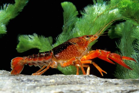 Crayfish (Procambarus clarkii), which is related to Procambarus fallax.