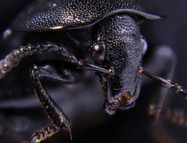 Black  beetle.