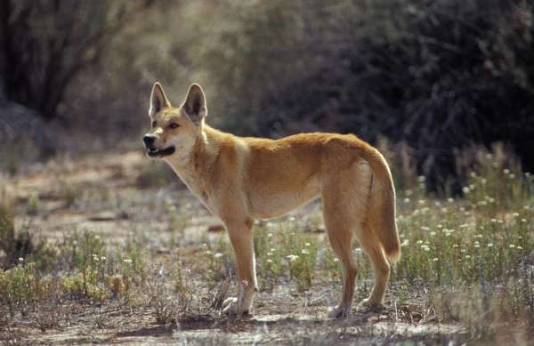 Study Shows That Dingoes Aren't Responsible for Tasmanian Tiger Deaths