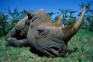 Black rhinos are critically endangered