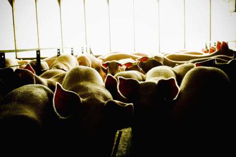 142701-farm-animals-antibiotics