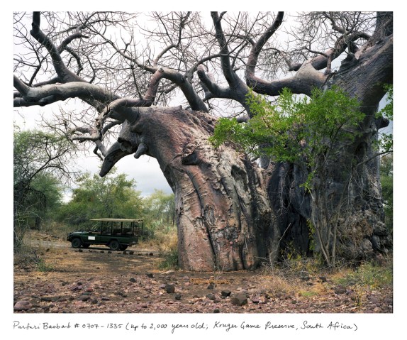 Parfuri Baobob, up to 2,000 years old; Kruger Game Preserve, South Africa