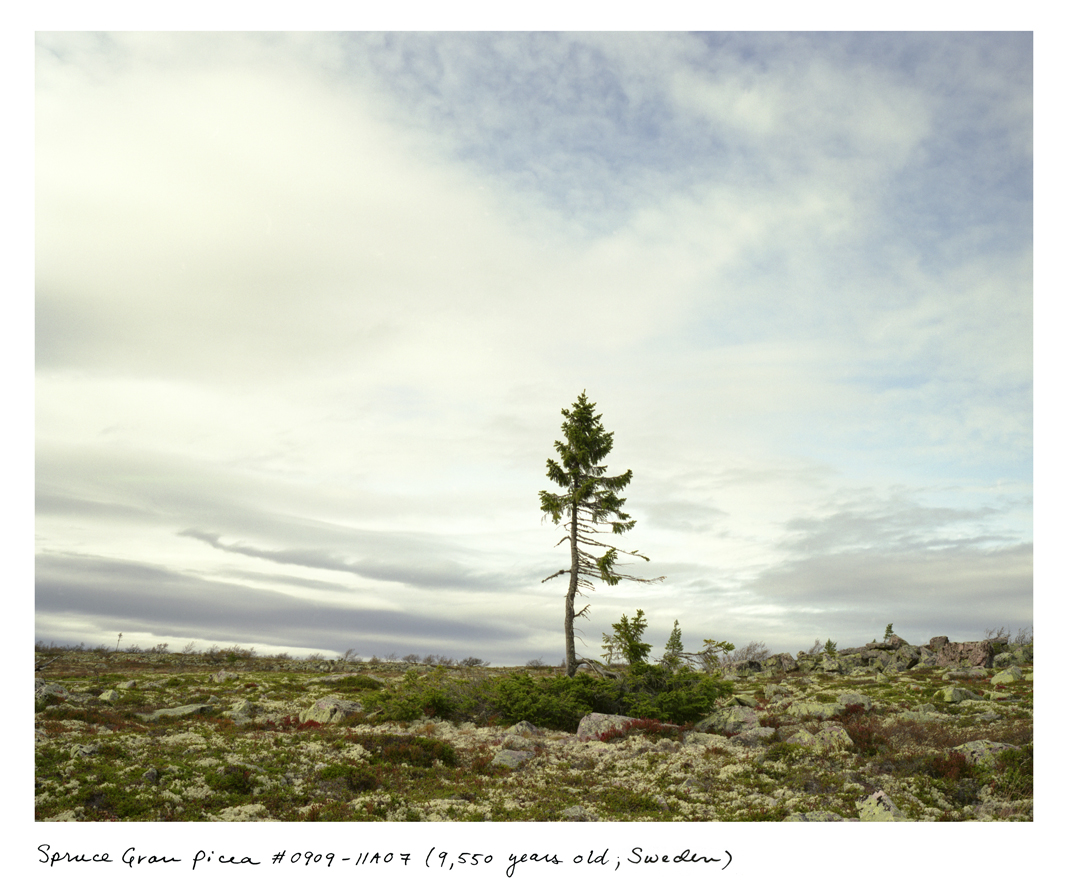 sussman spruce sweden