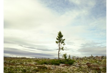 Spruce Gran Picea, 9,550 years old, Sweden