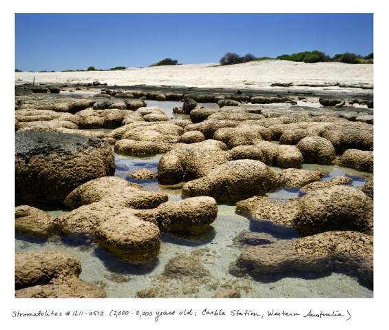 Stromatolites, 2,000-3,000 years old; Carbla Station, Western Australia