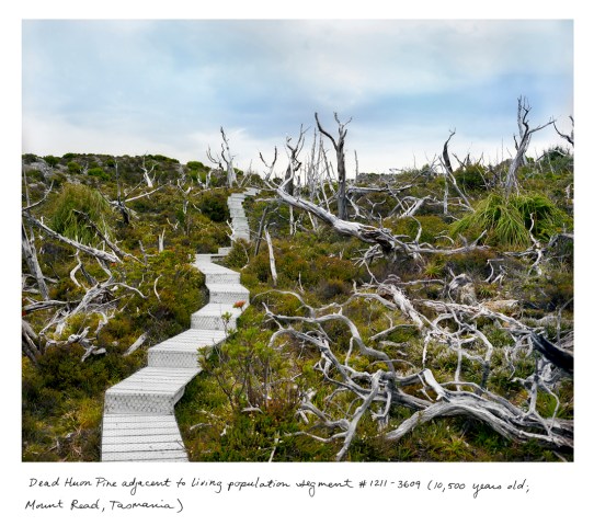 Dead Huon Pine adjacent to living population, 10,500 years old; Mount Read, Tasmania