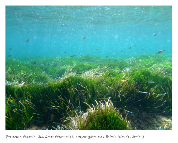 Posidovia Oceania Sea Grass, 100,000 years old; Baleric Islands, Spain
