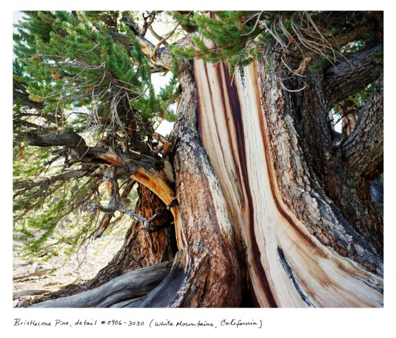 Bristilecone Pine; White Mountains, California