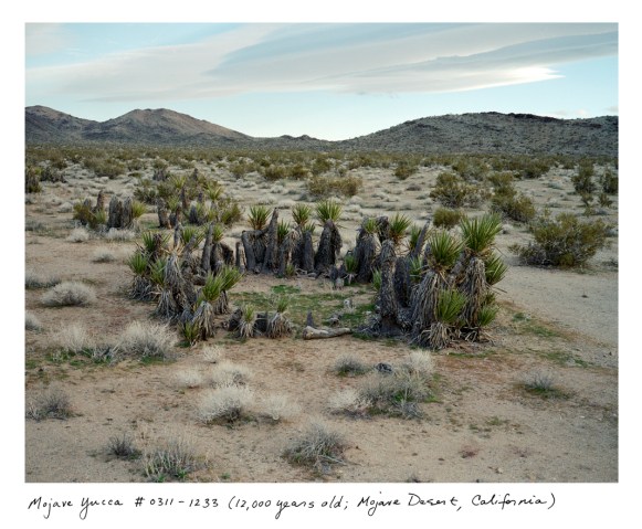 Mojave Yucca, 12,000 years old; Mojave Desert, California