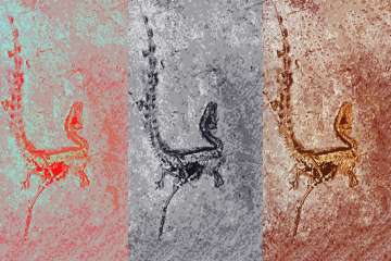 Colored feathers of dinosaurs