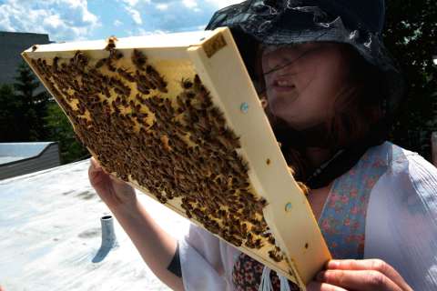 140213-urban-beekeeping