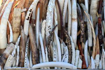 Ivory crush takes on wildlife trafficking